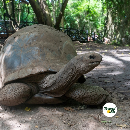 Koláž top zážitkov zo Zanzibaru