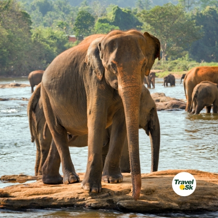 Raňajky v zeleni – Srí Lanka