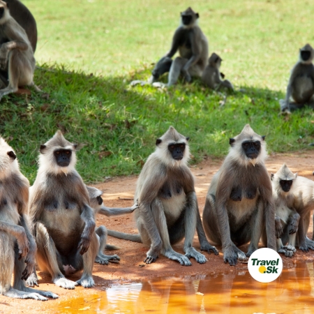 Safari a slony vo voľnej prírode – Srí Lanka